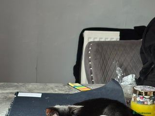 Mixed Breed cats Black kitten - Advert 1