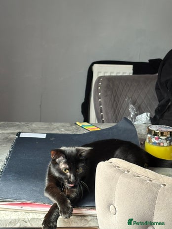 Mixed Breed cats Black kitten - Advert 1