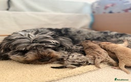 Cockapoo dogs for sale: Cockapoo Puppies🤍 - Image 6