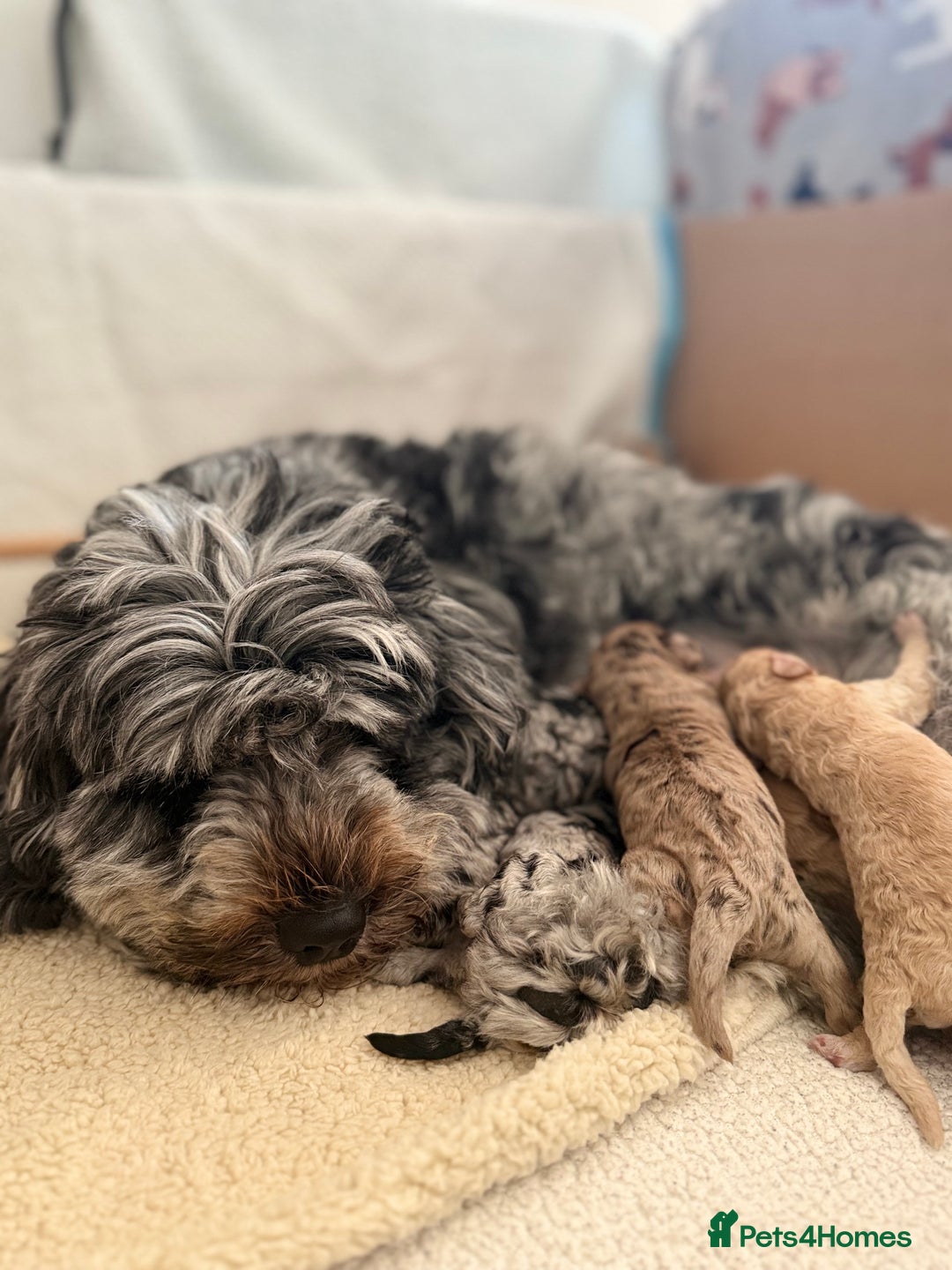 Cockapoo dogs for sale: Cockapoo Puppies🤍 - Image 6
