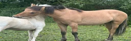 Dartmoor horses for sale: Dhp dun colt  in Bridgwater - Advert 4
