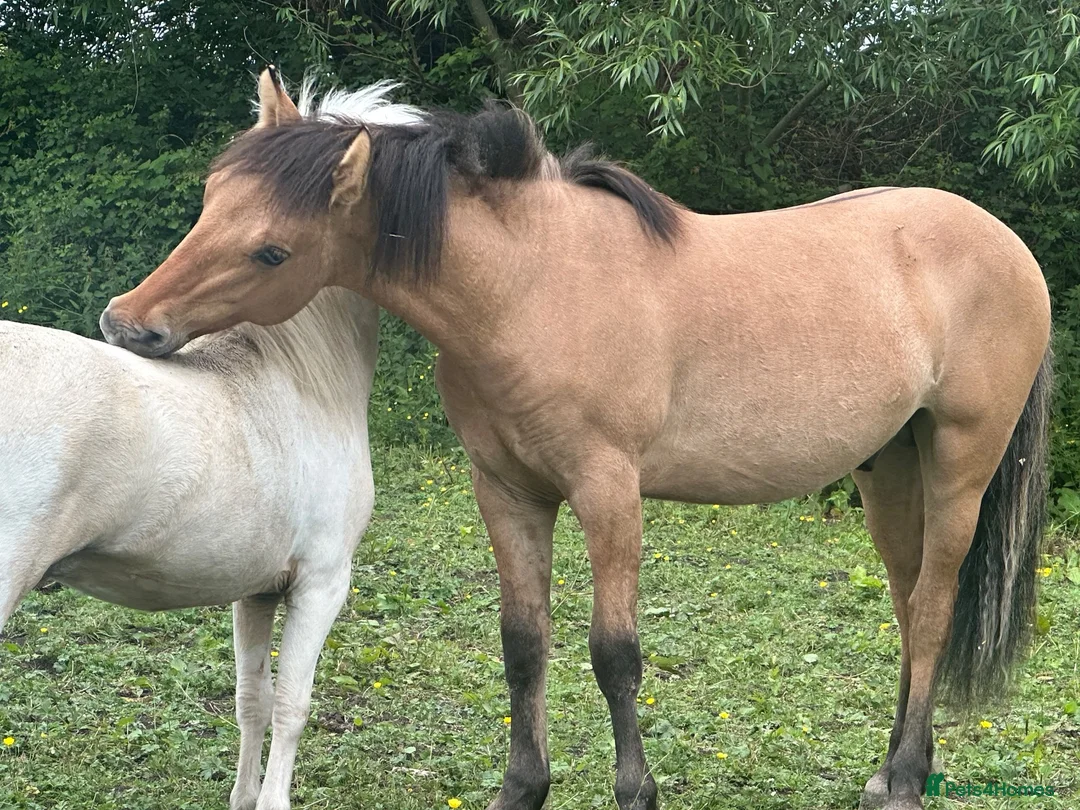 Dartmoor horses for sale: Dhp dun colt  in Bridgwater - Advert 4