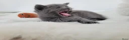 British Shorthair cats for sale: British shorthair kitten - Advert 7