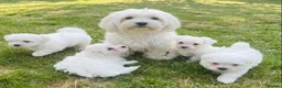 Maltese dogs for sale: Maltese puppies in Coventry - Advert 1