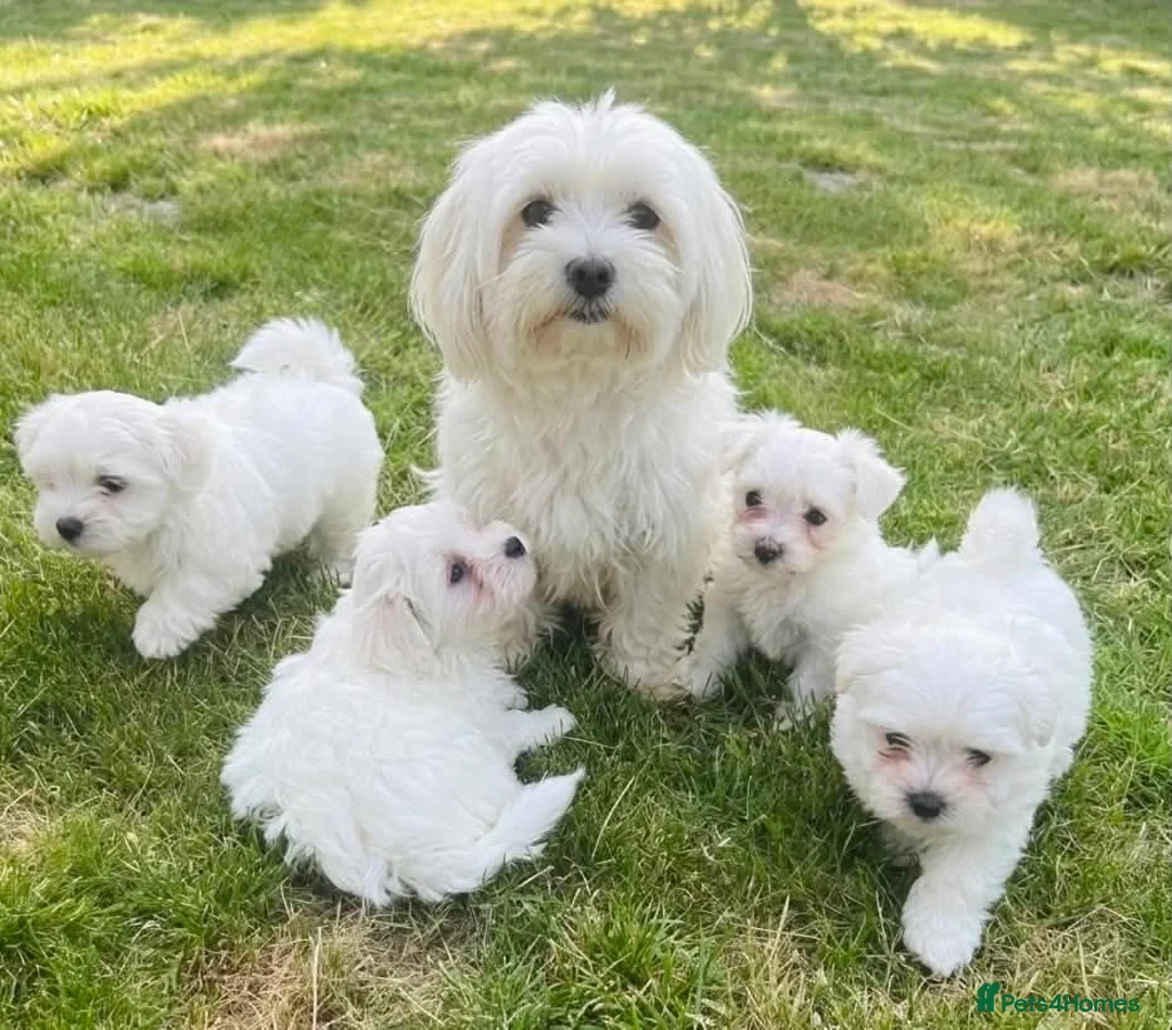 Maltese dogs for sale: Maltese puppies in Coventry - Advert 1