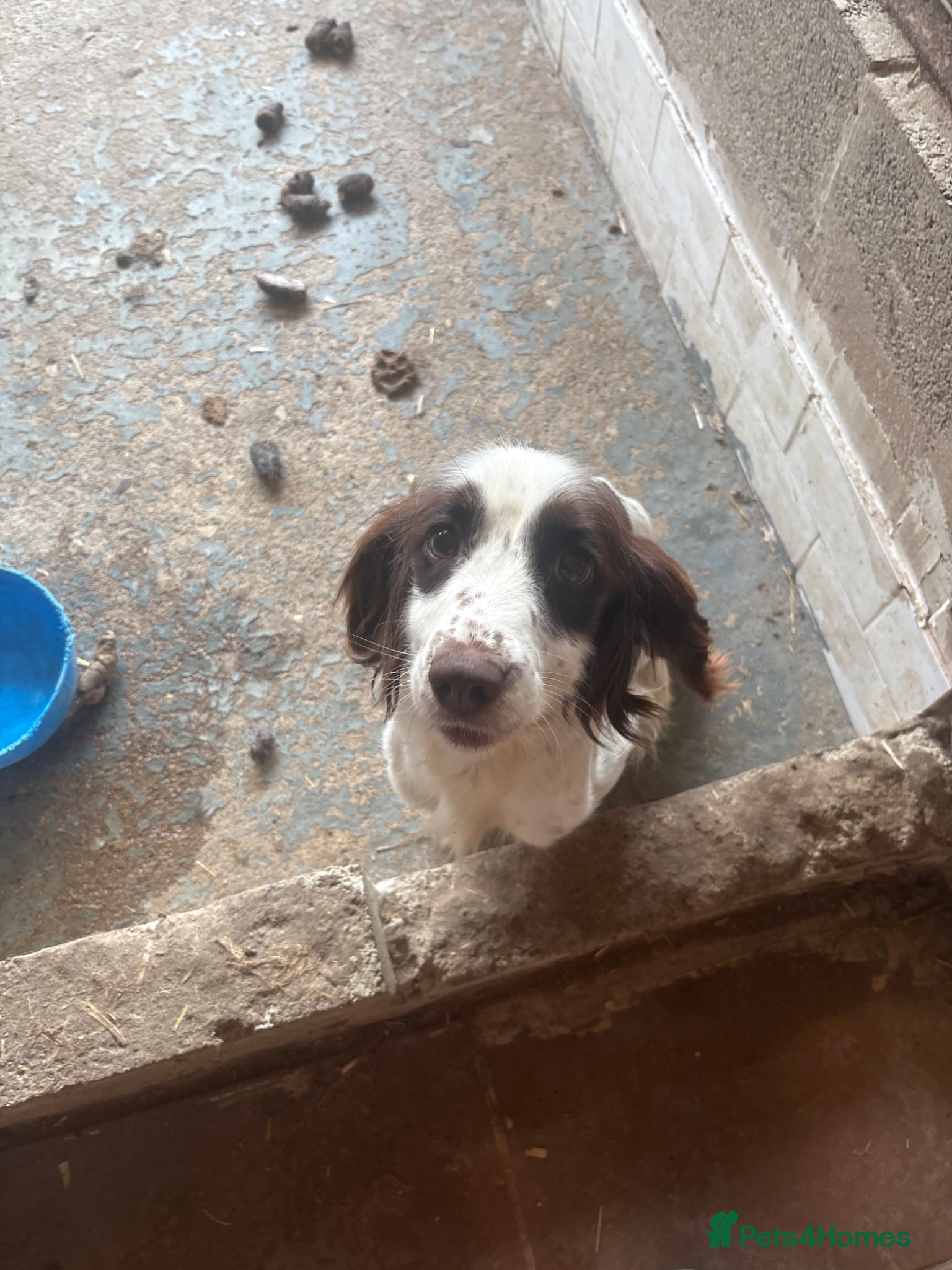 Cocker Spaniel dogs Puppies  - Advert 3