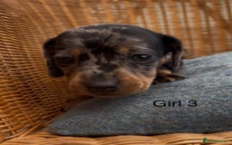 Dachshund dogs for sale: Gorgeous mini dachshund puppies!! - Image 8