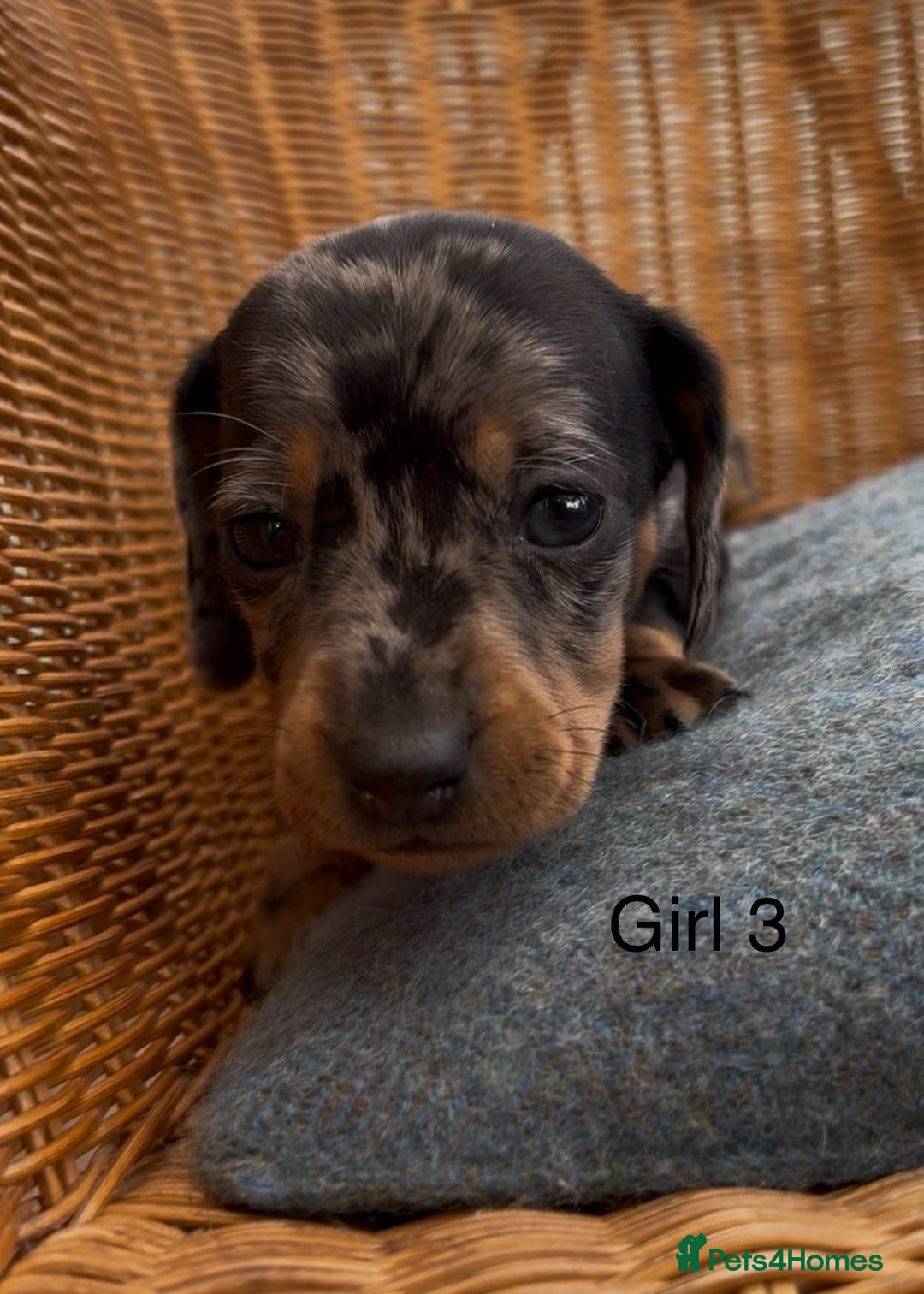 Dachshund dogs for sale: Gorgeous mini dachshund puppies!! - Image 8