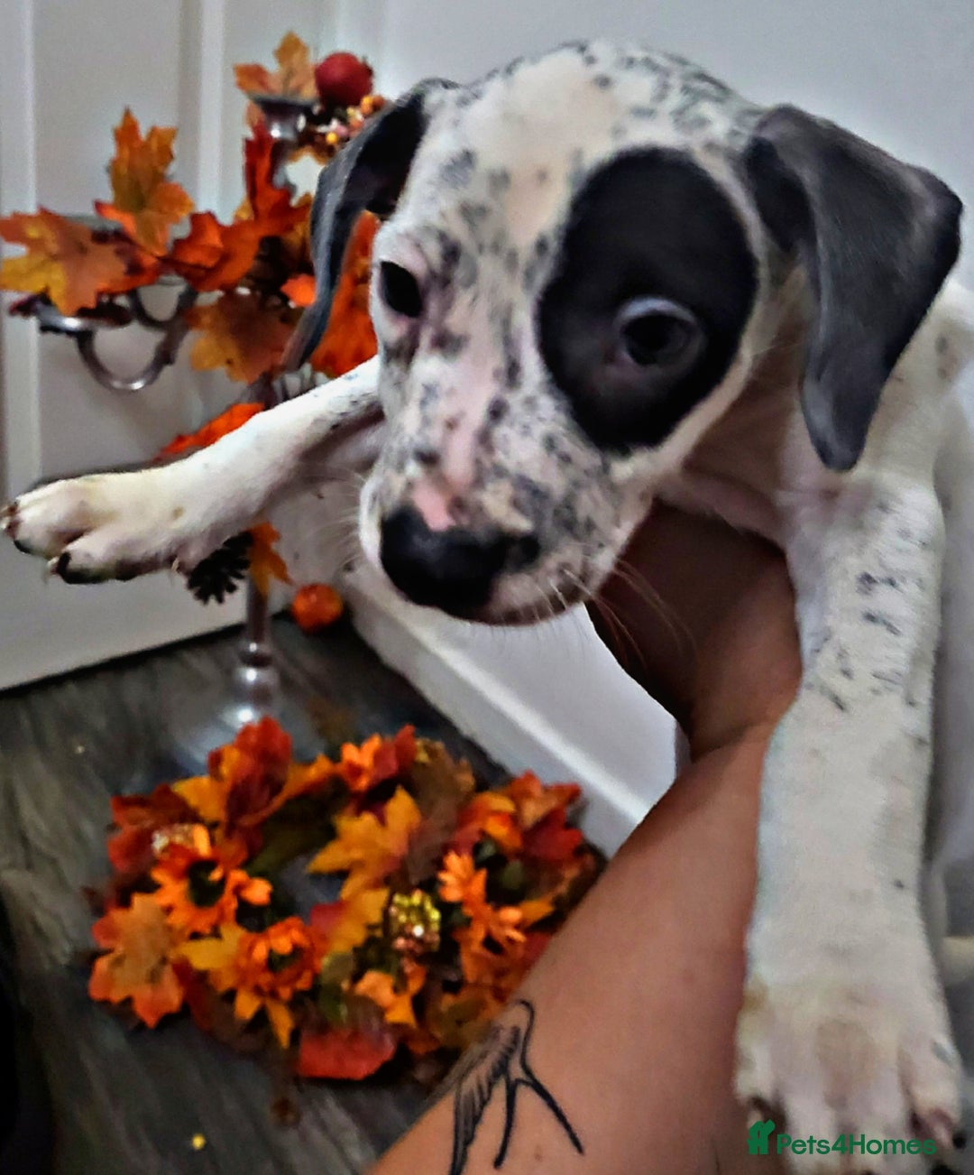 Mixed Breed dogs for sale: Beautiful mixed breed puppies - Image 8