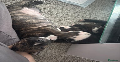 Cane Corso dogs - Advert 7