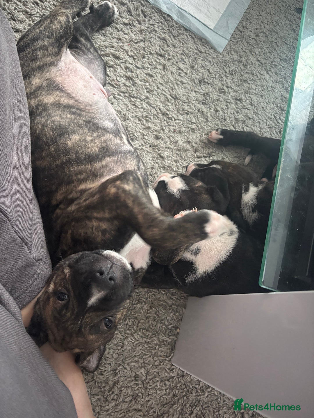 Cane Corso dogs for sale: Cane corso puppies - Image 3