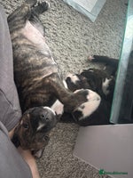 Cane Corso dogs - Advert 7