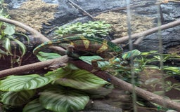Chameleon reptiles for sale: Large betta terra terrarium with veiled chameleon  - Image 4