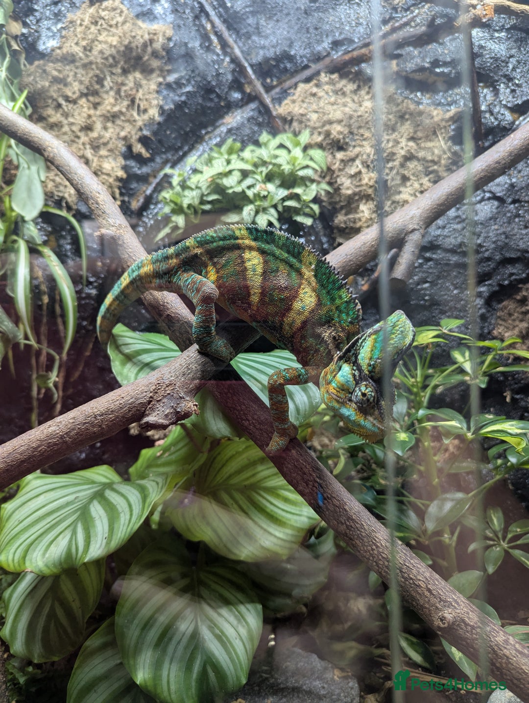 Chameleon reptiles for sale: Large betta terra terrarium with veiled chameleon  - Image 4