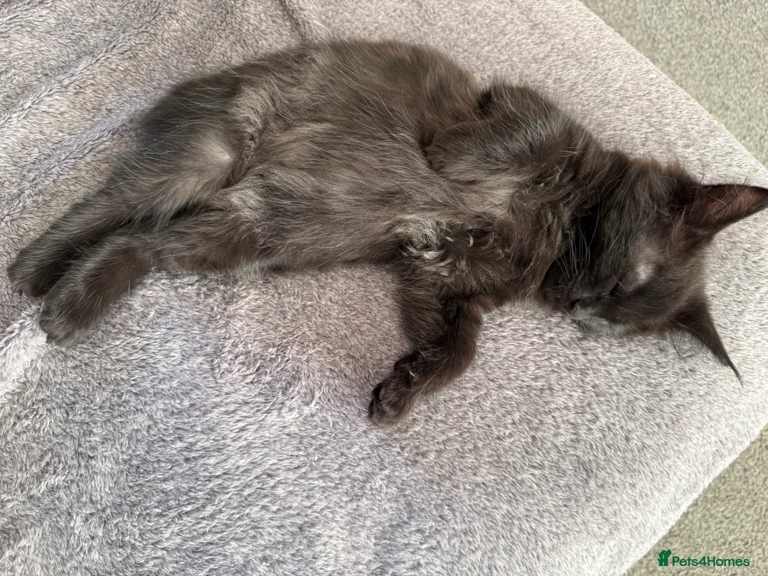 Maine Coon cats for sale: Beautiful Maine Coon Kittens - Advert 10