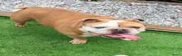 English Bulldog dogs for sale: Beautiful Boy looking for his forever home  in Wellingborough - Advert 2