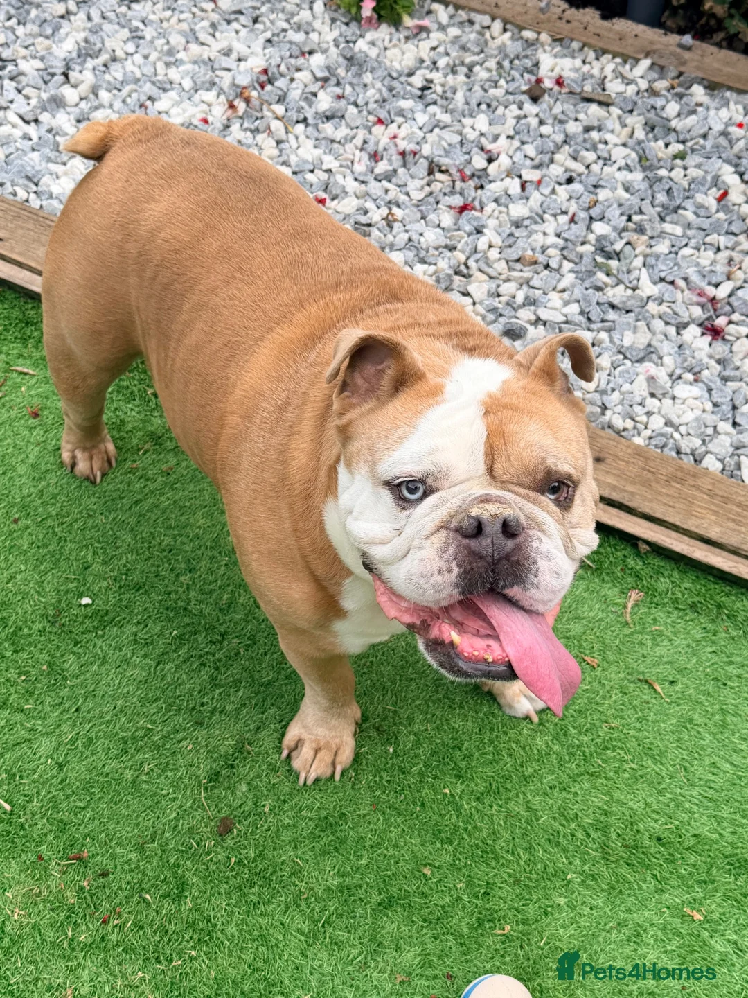 English Bulldog dogs for sale: Beautiful Boy looking for his forever home  in Wellingborough - Advert 2