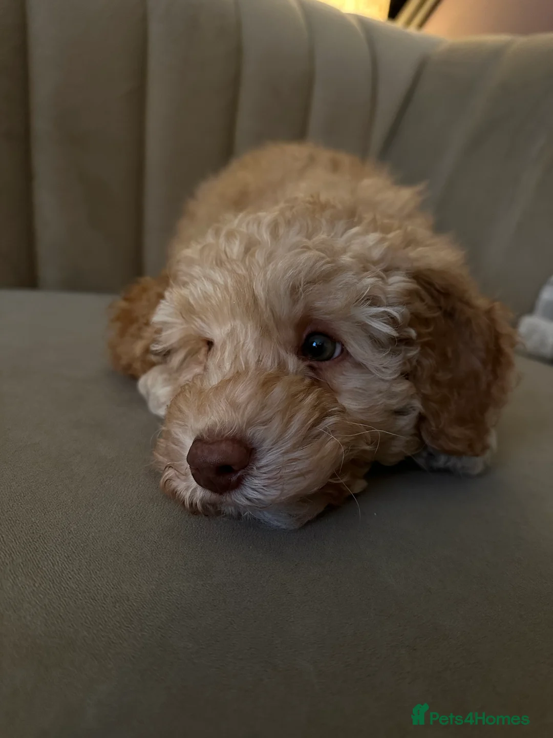 Cavapoo dogs for sale: 💥ONE BOY LEFT-READY TO LEAVE NOW💥 F1B Cavapoos. - Advert 2