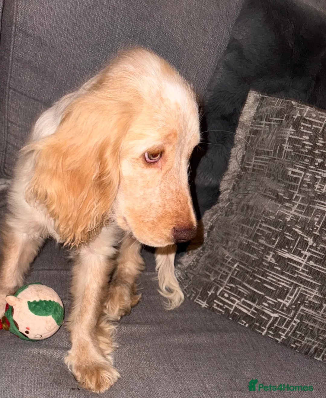 Cocker Spaniel dogs for sale: Cocker spaniel puppy - Advert 1