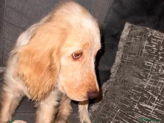 Cocker Spaniel dogs Cocker spaniel puppy - Advert 7