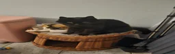 Mixed Breed cats for sale: 2 cats- Polly and Mittens- Must go together  - Advert 6