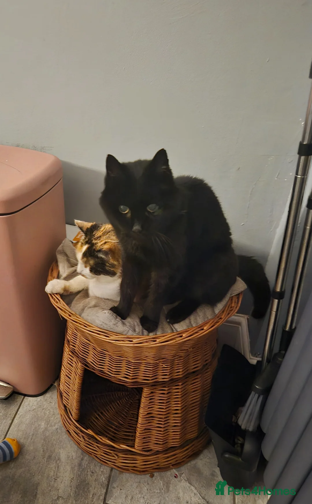 Mixed Breed cats for sale: 2 cats- Polly and Mittens- Must go together  - Advert 6