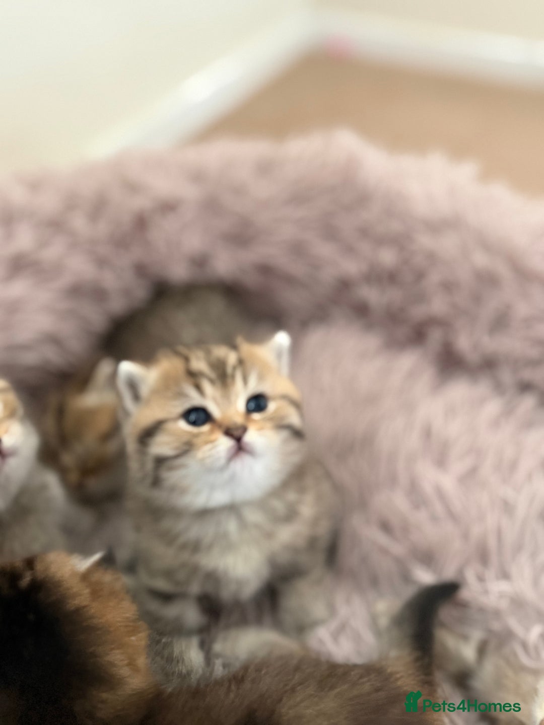 British Shorthair cats for sale: Beautiful British Shorthair Kittens – 5 Available - Advert 7