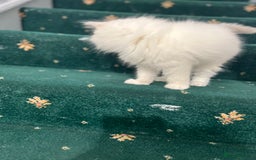 Ragdoll cats for sale: Extremely white Ragdoll boy! - Image 10