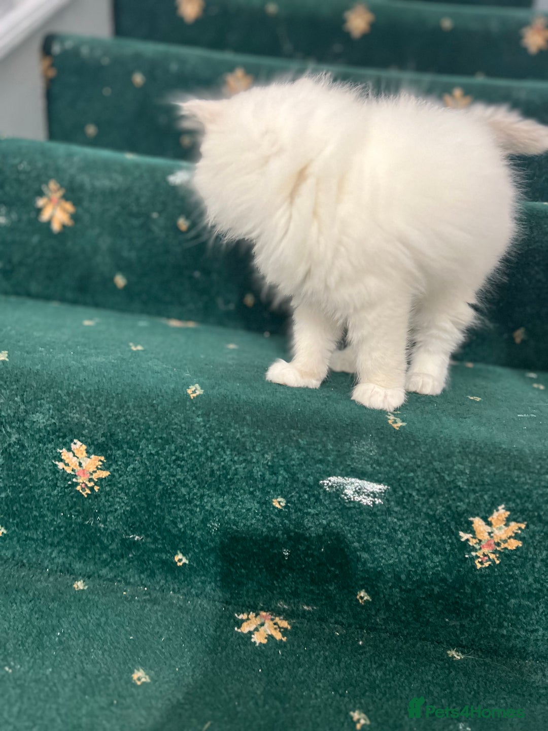 Ragdoll cats for sale: Extremely white Ragdoll boy! - Image 10