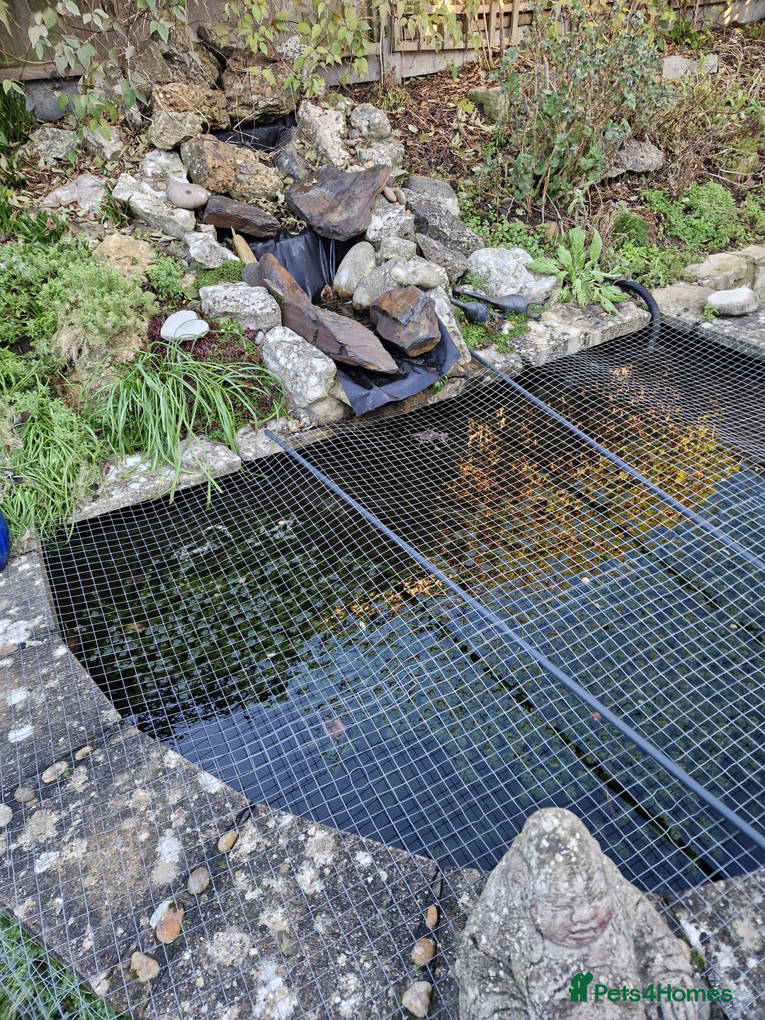 Pond Fish fish for sale: Assorted Pond Fish - Advert 2