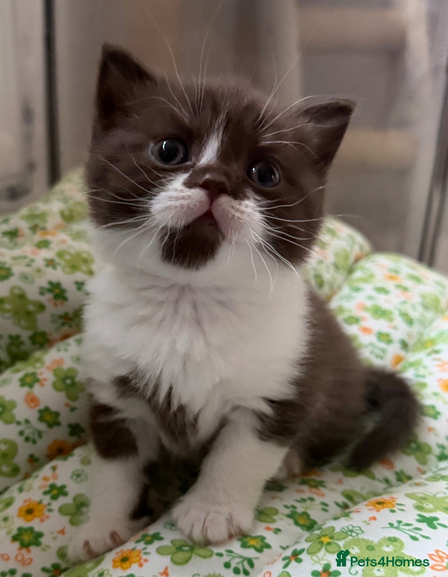 British Shorthair cats for sale: Chocolate bi-colour British shorthair kittens  - Advert 1