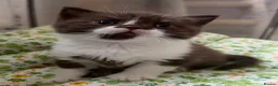 British Shorthair cats for sale: Chocolate bi-colour British shorthair kittens  - Advert 1