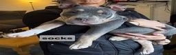 American Bully dogs for sale: Blue & lilac tri pocket bully’s  - Advert 28