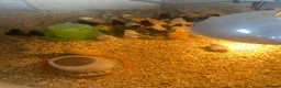 Chickens poultry for sale: Green/blue egg laying female chicks in Alford - Advert 2