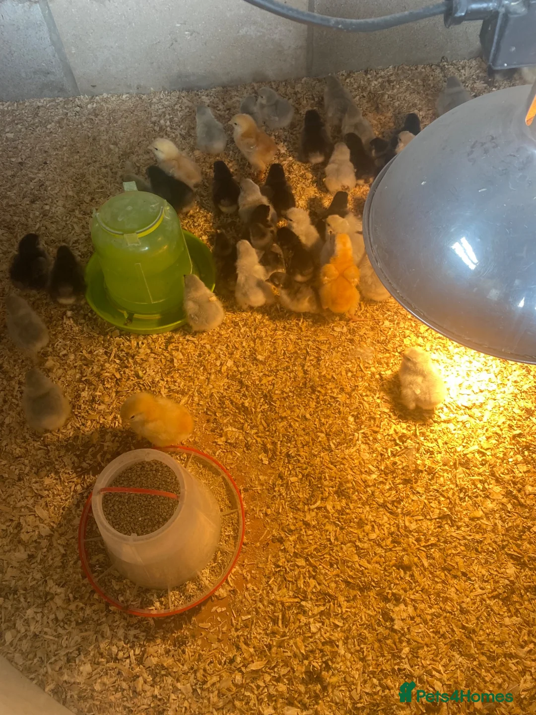 Chickens poultry for sale: Green/blue egg laying female chicks in Alford - Advert 2