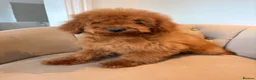 Cockapoo dogs for sale: LICENSED BREEDER QUALITY HEALTH TESTED COCKAPOOS - Advert 2