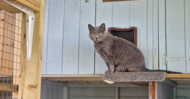 Chartreux cats - Advert 8