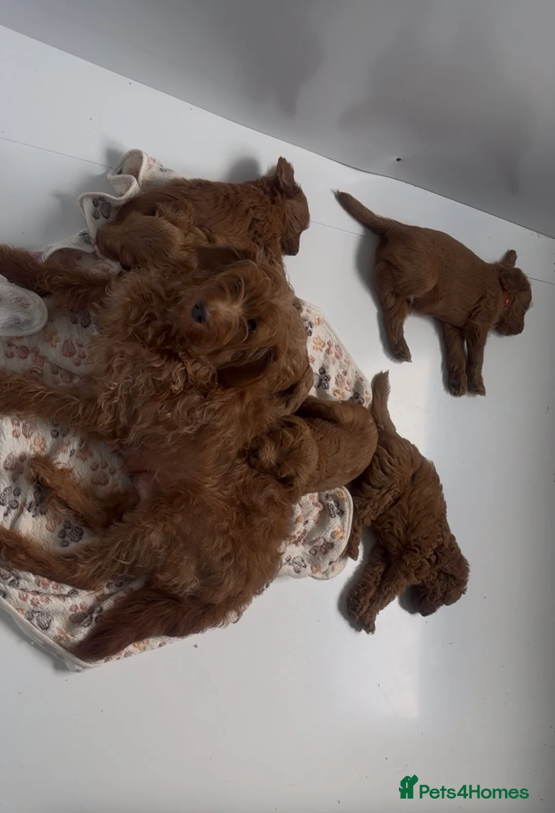 Labradoodle dogs for sale: STUNNING DOODLE MIX. HIP ELBOW DNA TESTED LINES - Advert 1