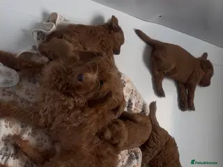 Labradoodle dogs STUNNING DOODLE MIX. HIP ELBOW DNA TESTED LINES - Advert 1