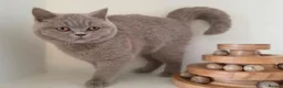 British Shorthair cats for sale: Adorable GCCF REG BSH - ready to leave - Advert 8