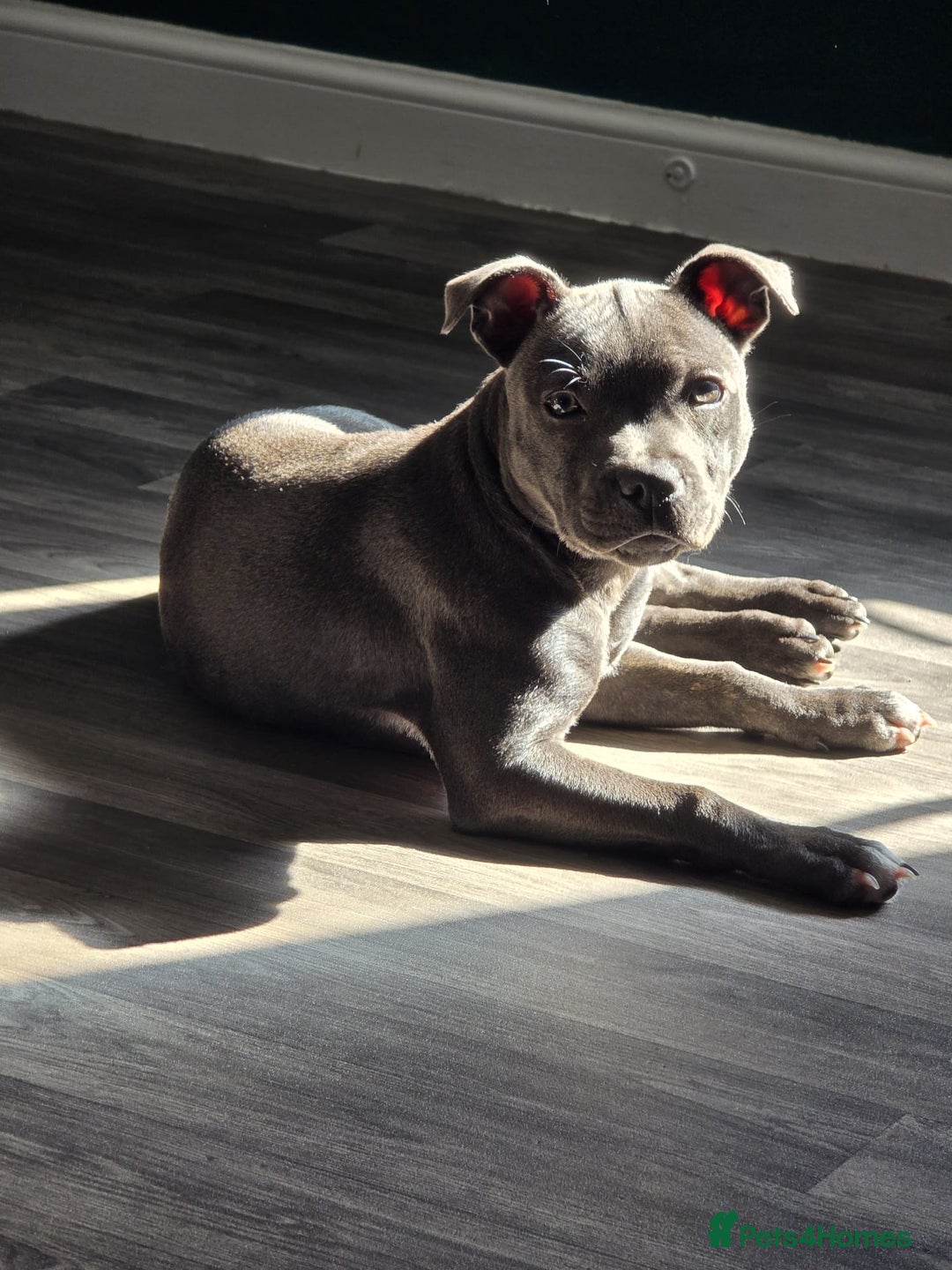 Staffordshire Bull Terrier dogs for sale: LUNA THE STAFFORDSHIRE BULL TERRIER  - Advert 10