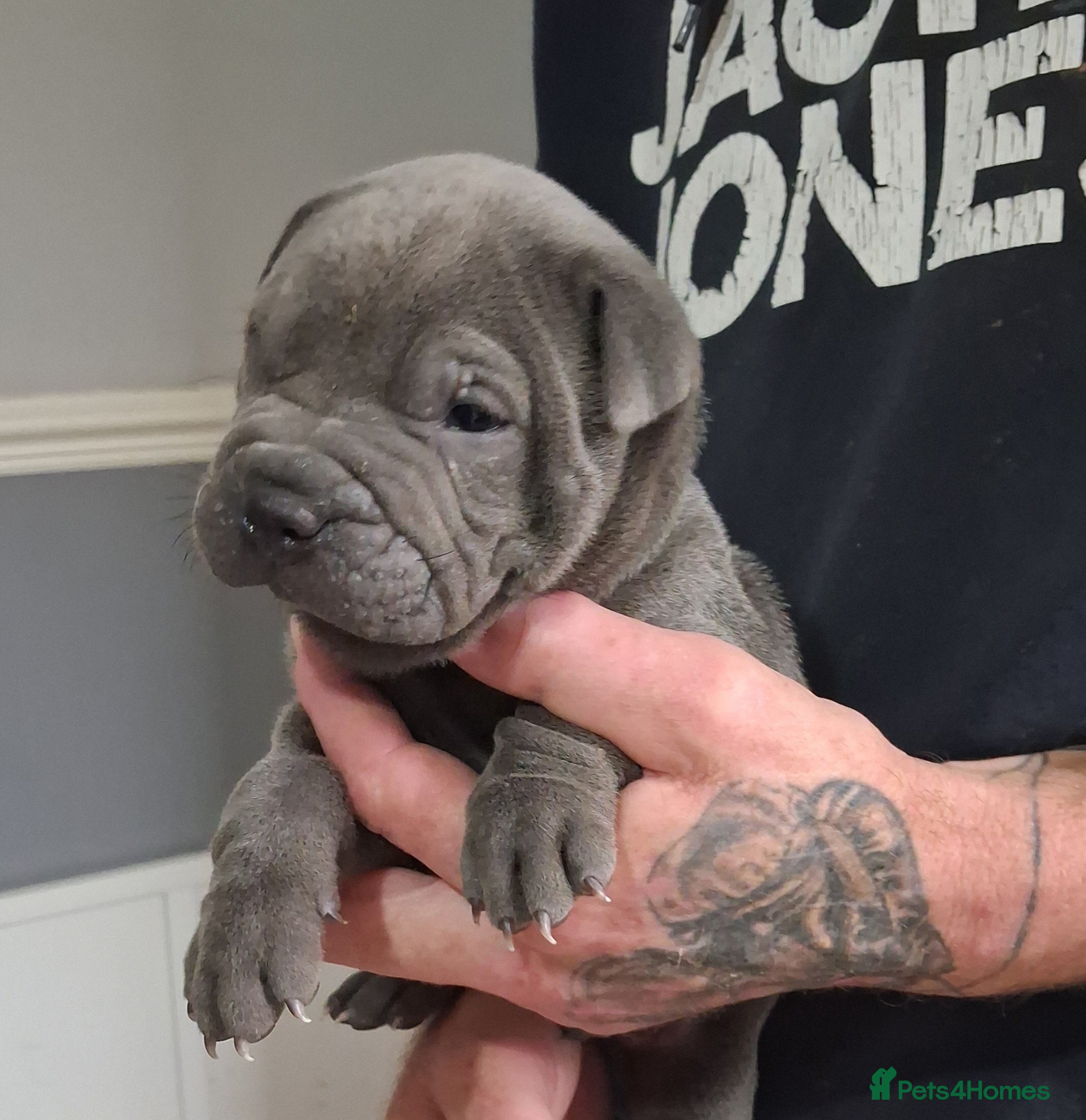 Staffordshire Bull Terrier dogs Blue staffy x sharpei  - Advert 9