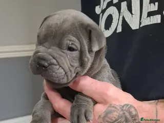 Staffordshire Bull Terrier dogs Blue staffy x sharpei - Advert 9