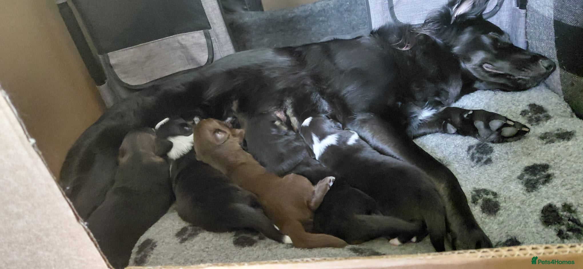 Mixed Breed dogs German shepherd cross border collie puppies  - Advert 1
