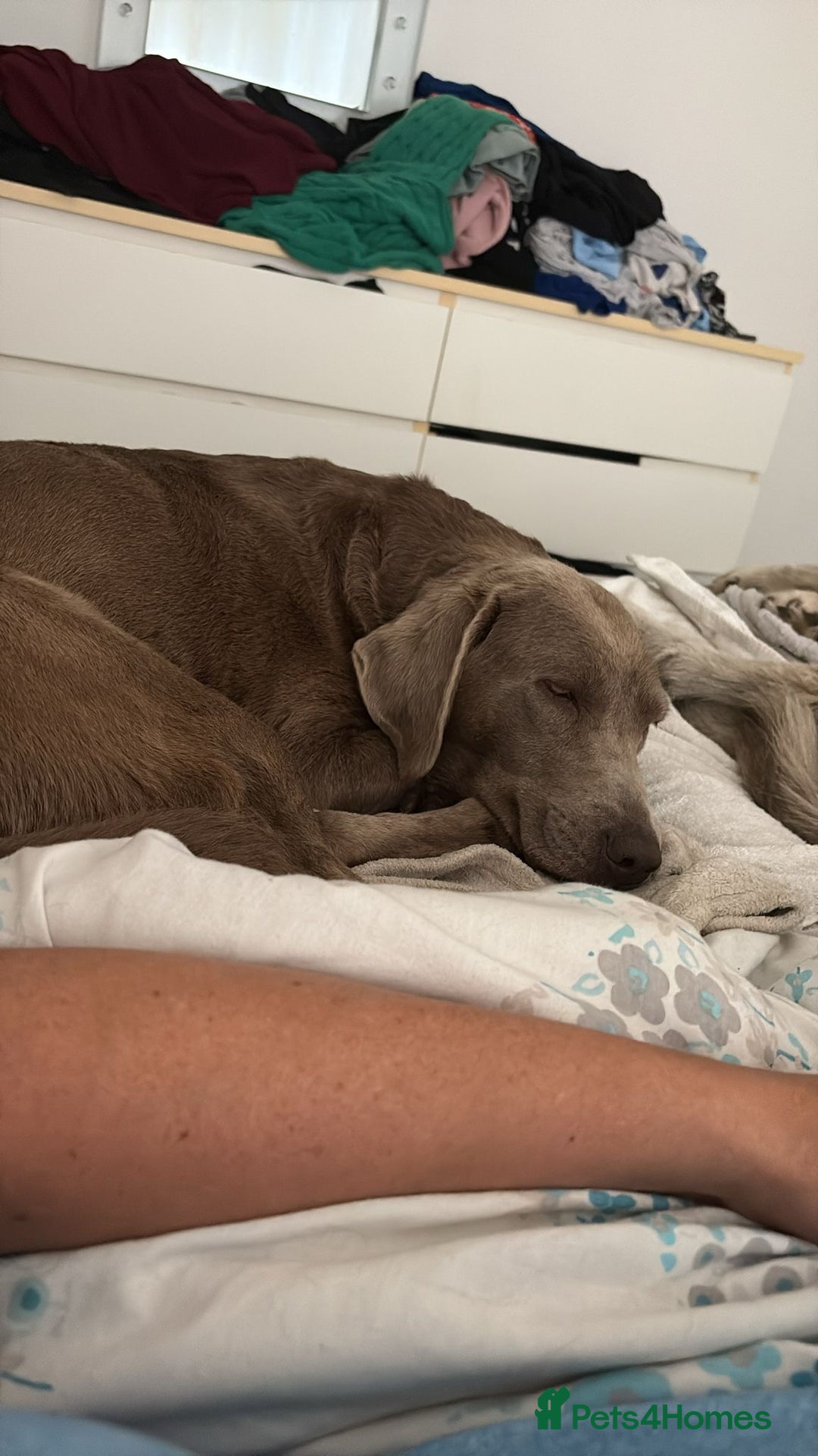 Labrador Retriever dogs for sale: 2 Labrador Ladies!  - Image 3