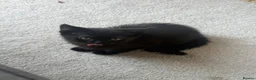 Mixed Breed cats for sale: Kittens for sale £30 each  - Advert 2