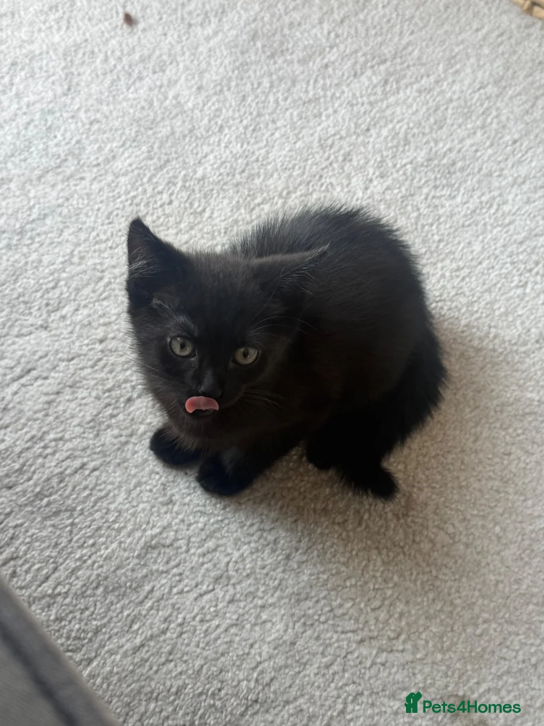 Mixed Breed cats for sale: Kittens for sale £30 each  - Advert 2