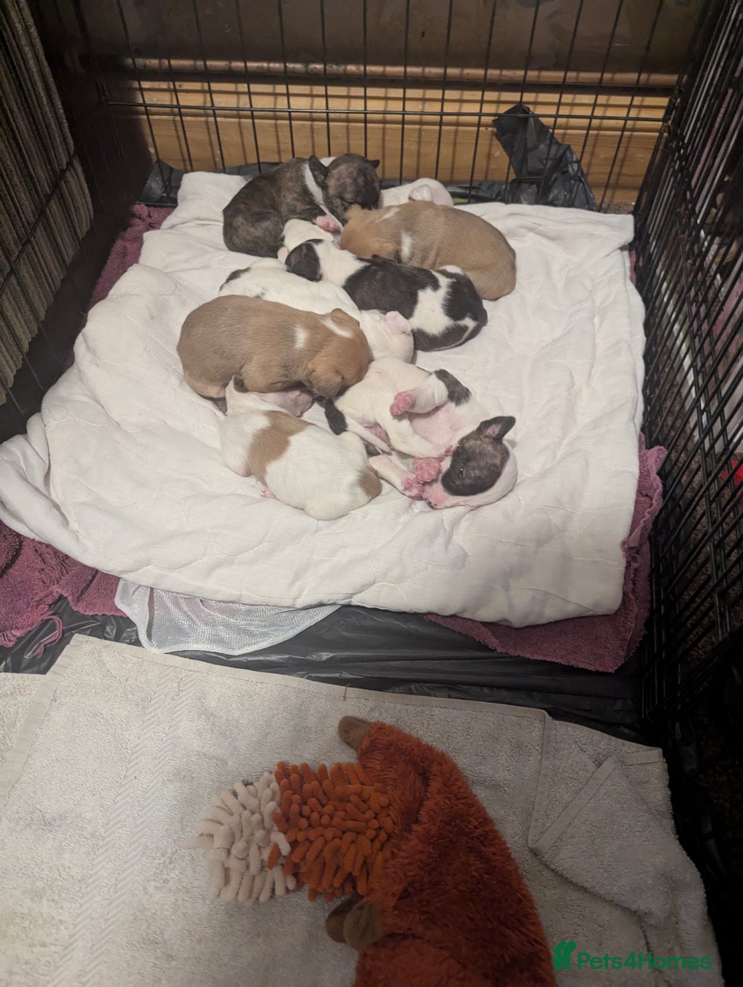 English Bull Terrier dogs for sale: 7 gorgeous EBT x puppies - Advert 15