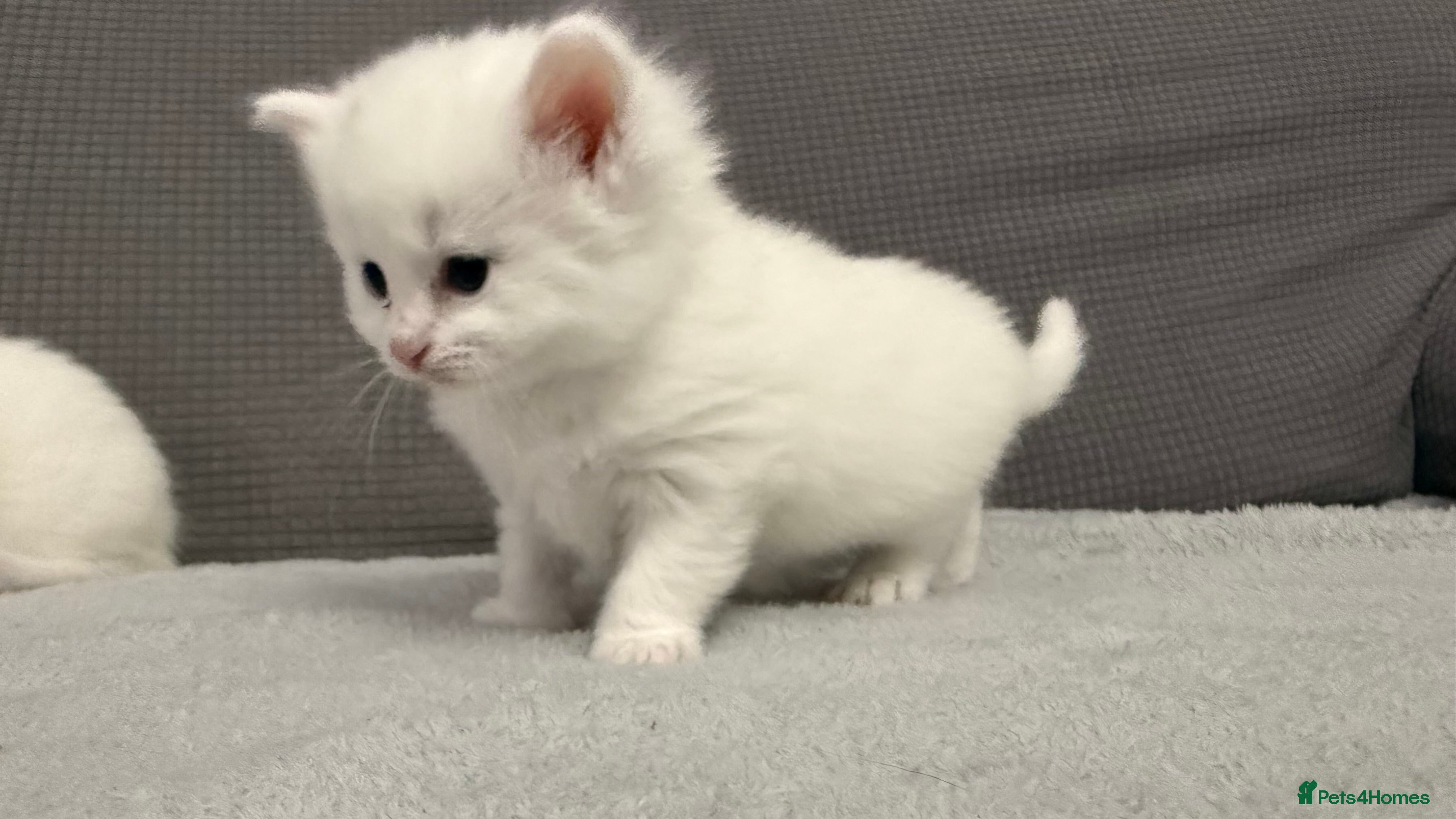 Mixed Breed cats Beautiful kittens for sale - Advert 1