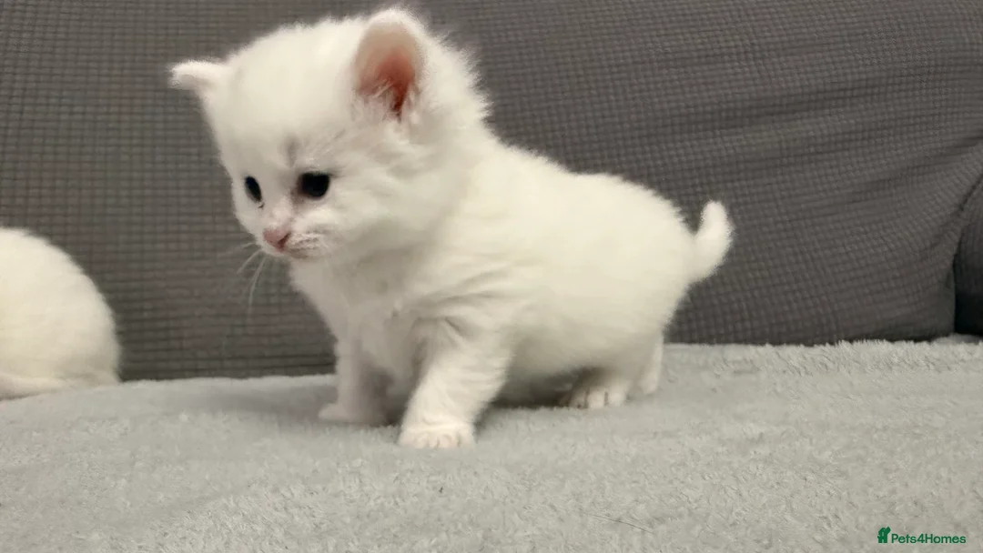 Mixed Breed cats for sale: Beautiful kittens for sale - Advert 1